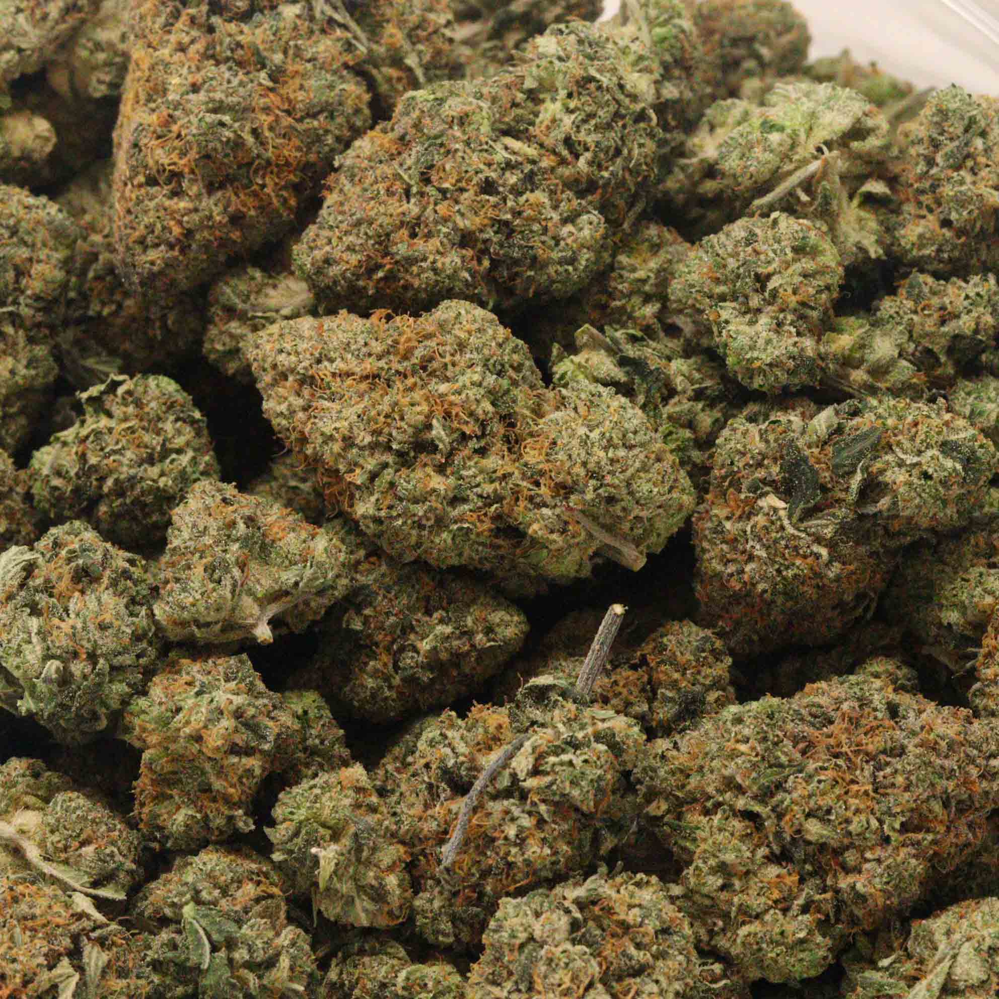 High Octane OG Indica | Buy Weed Online Canada - Bulk Buddy Craft Bud