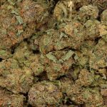 Birthday Cake Kush wholesale