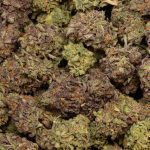 Purple Punch AAAA+ wholesale