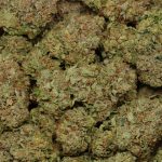 Pink El Jefe AAAA+ Indica Craft wholesale