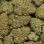 UK Cheese Indica