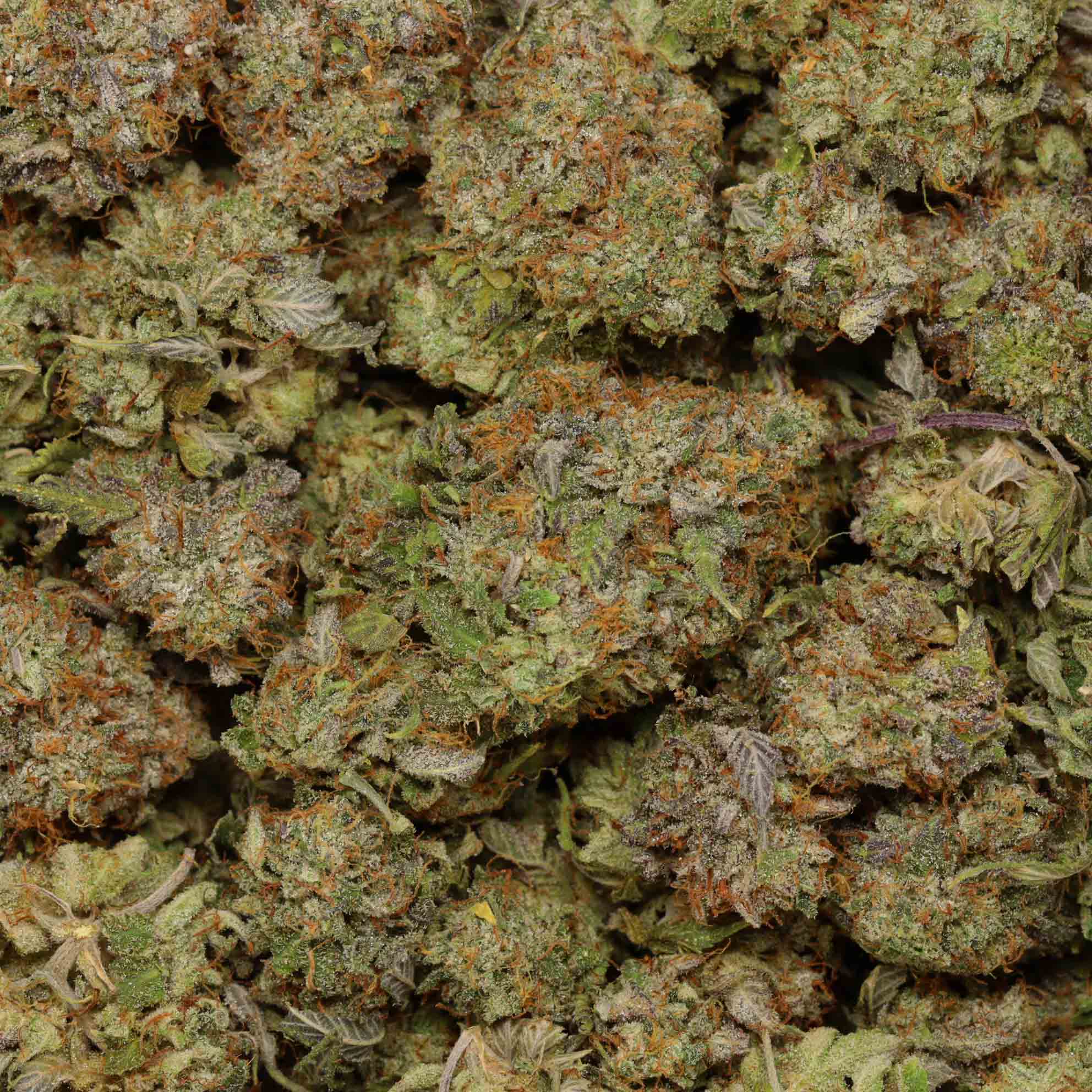 Godfather OG | Buy Weed Online Canada | Bulk Buddy Wholesale