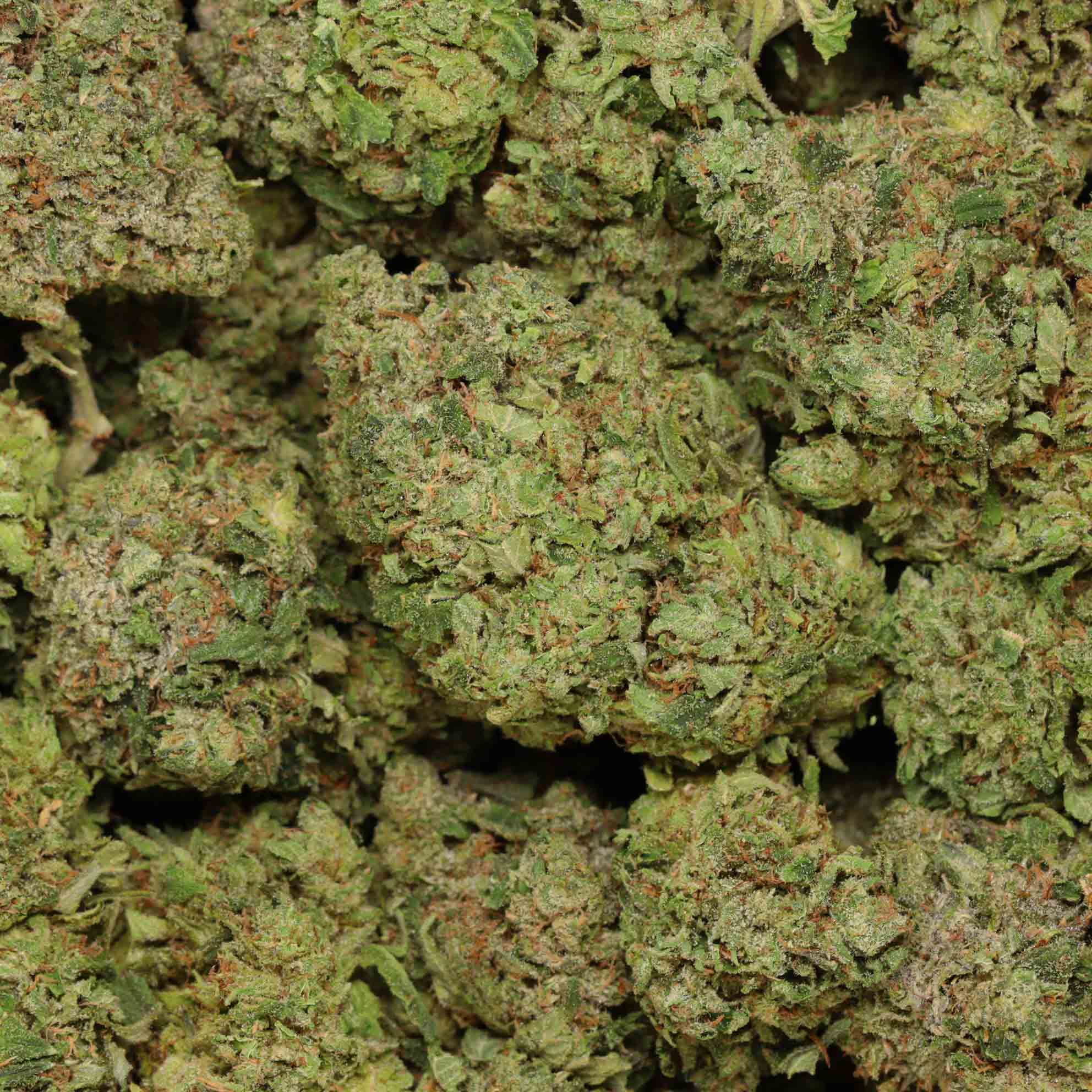 Pink Godzilla | Online Dispensary Canada | Bulk Buddy Weed Store