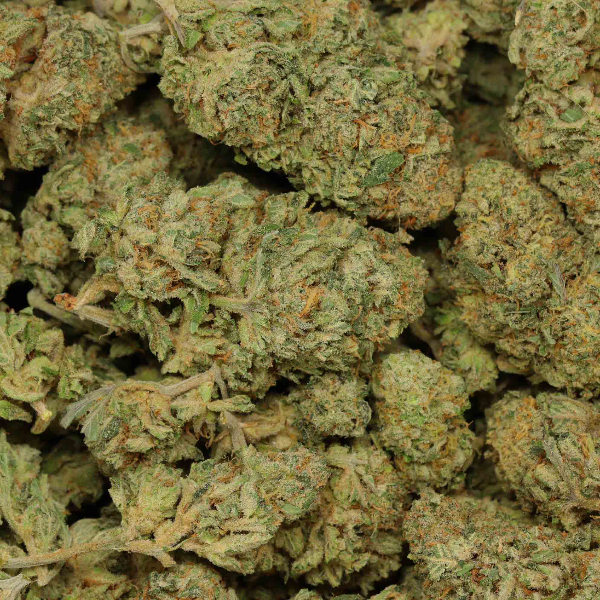 Buy Sour Diesel | Sativa Dominant Hybrid | Bulk Buddy Dispensary