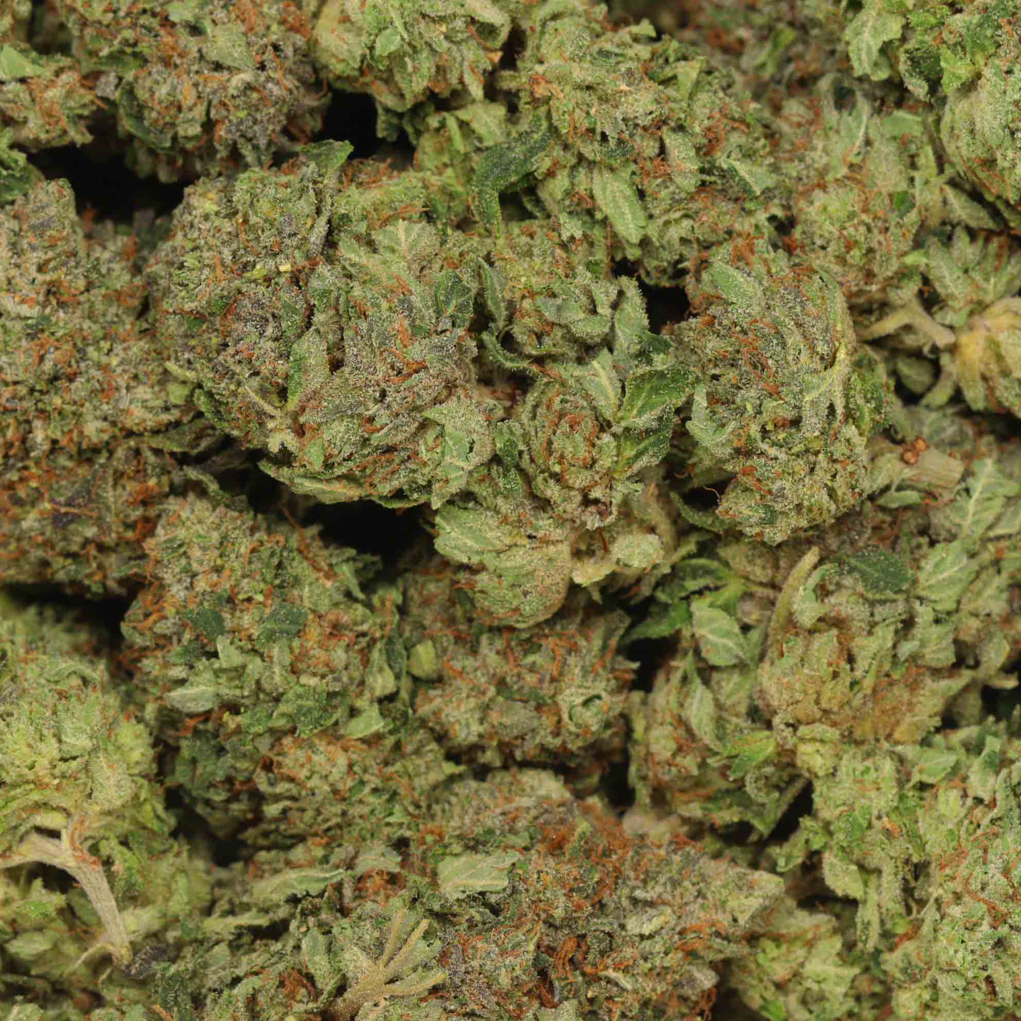 Pink Gas | For All Indica Gas Lovers | Bulk Buddy Dispensary