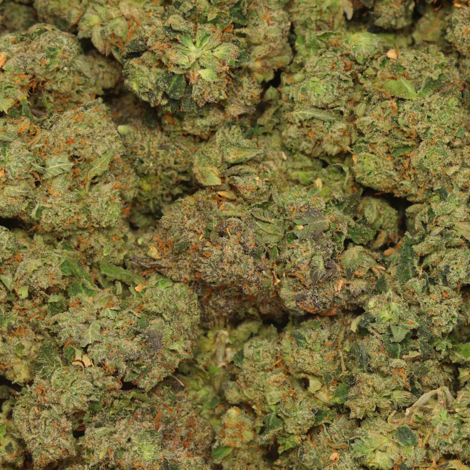 Goofiez Craft Strain | Buy Weed Online @ Bulk Buddy Dispensary