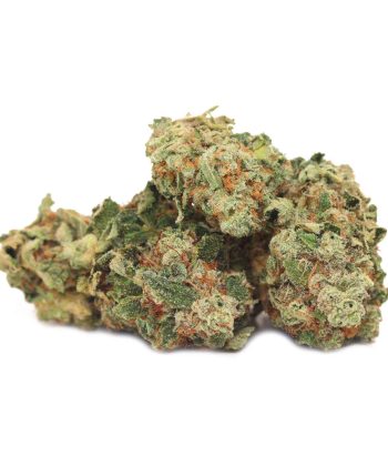 Buy Girl Scout Cookies Buy Weed At Bulk Buddy Online