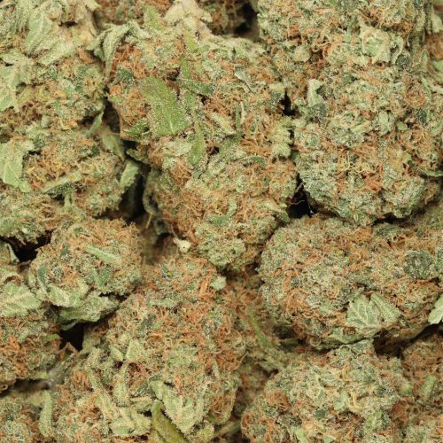 Blue Dream wholesale