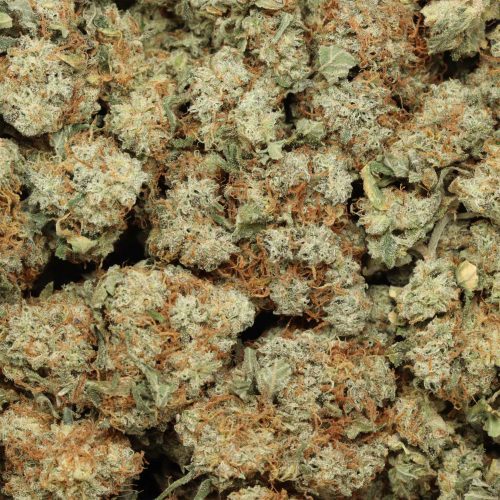 Blueberry Jack wholesale