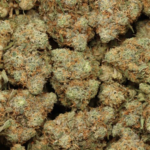 Critical Kush wholesale