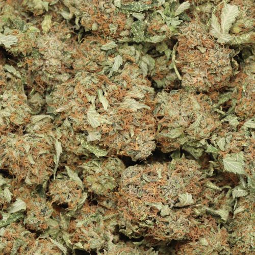 Durban Poison wholesale