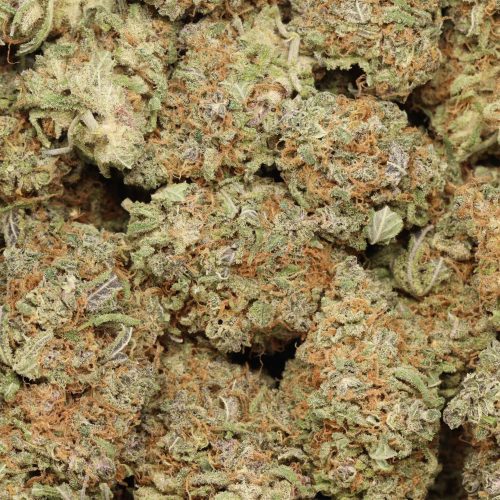 Durban Poison wholesale