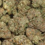 banana kush craft wholesale