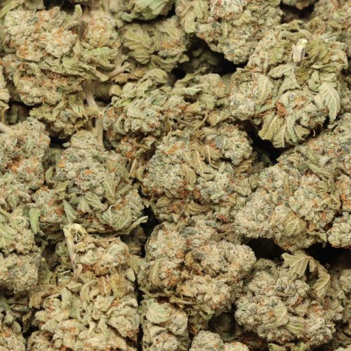 Chemo Kush wholesale