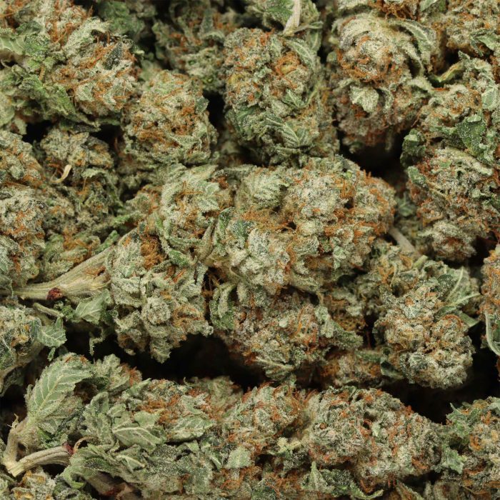 Black Kush wholesale cannabis