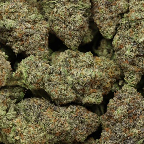 Great White Shark wholesale cannabis