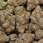 High Society wholesale craft cannabis
