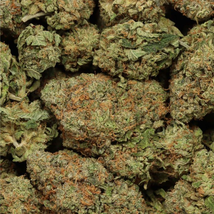 Master Kush wholesale cannabis