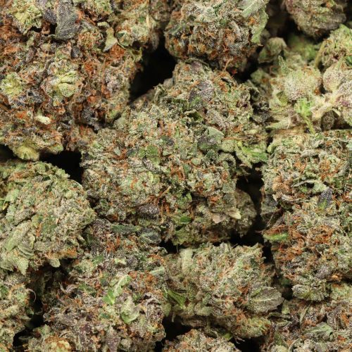 Presidential Pink Kush wholesale cannabis