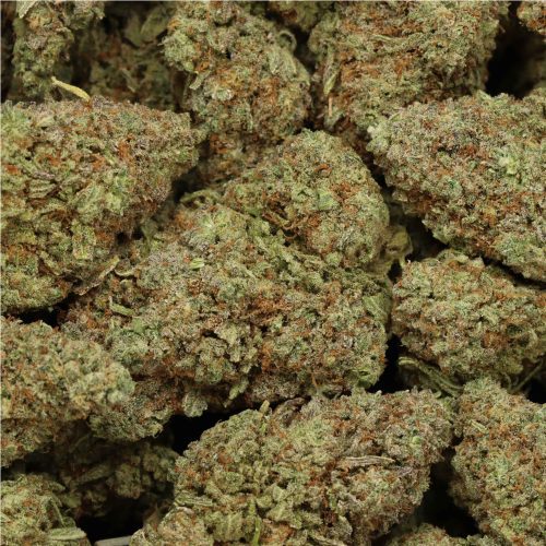 Violator Kush wholesale cannabis