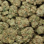 9 Pound Hammer cannabis