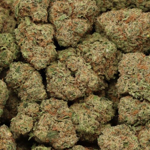 Apple CheeseQuake wholesale cannabis