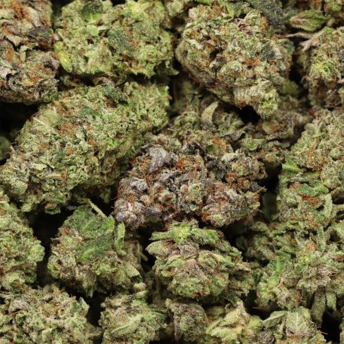 Astro Pink Kush wholesale cannabis