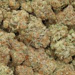 Black Widow wholesale
