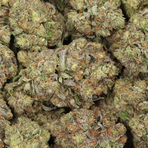 Caviar Pink Kush wholesale cannabis