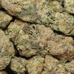 Chocolate Thunder cannabis