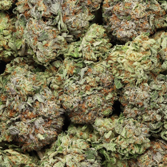 Comatose OG wholesale cannabis