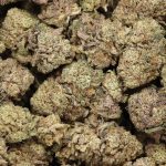 Dairy Queen wholesale cannabis