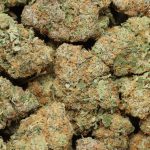 Diablo OG Kush cannabis