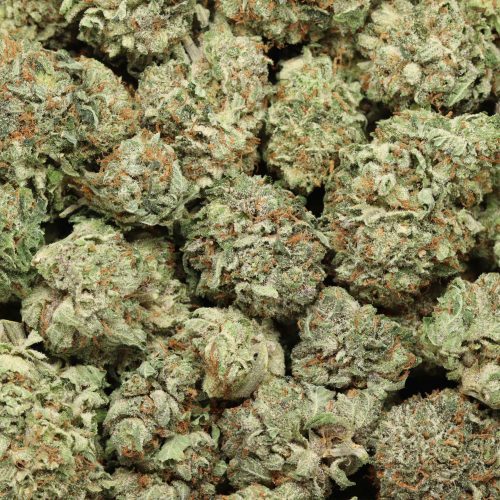 GrandDaddy Purple wholesale cannabis