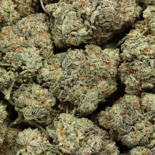 Grape Gasoline wholesale cannabis