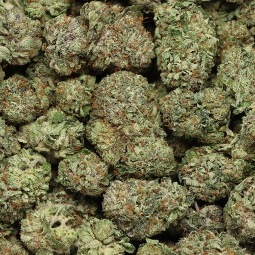 Mataro Blue wholesale cannabis