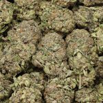 Afghani Pink cannabis