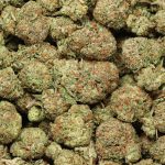 Ace Killer OG cannabis