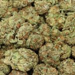 Afghani Kush cannabis wholesale