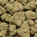 Apple Cheese Quake cannabis