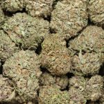 Black Cherry Soda cannabis wholesale