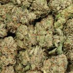 Black Kush cannabis