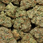 black tuna cannabis