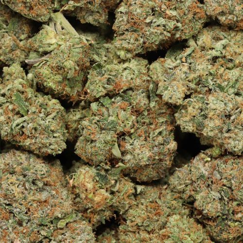 black tuna cannabis