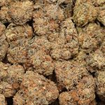 Blackberry Pie cannabis