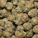 Blueberry AK cannabis