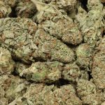 Candyland cannabis