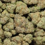 Critical Mass cannabis