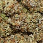Grape Soda cannabis