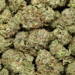 King Louis XIII cannabis